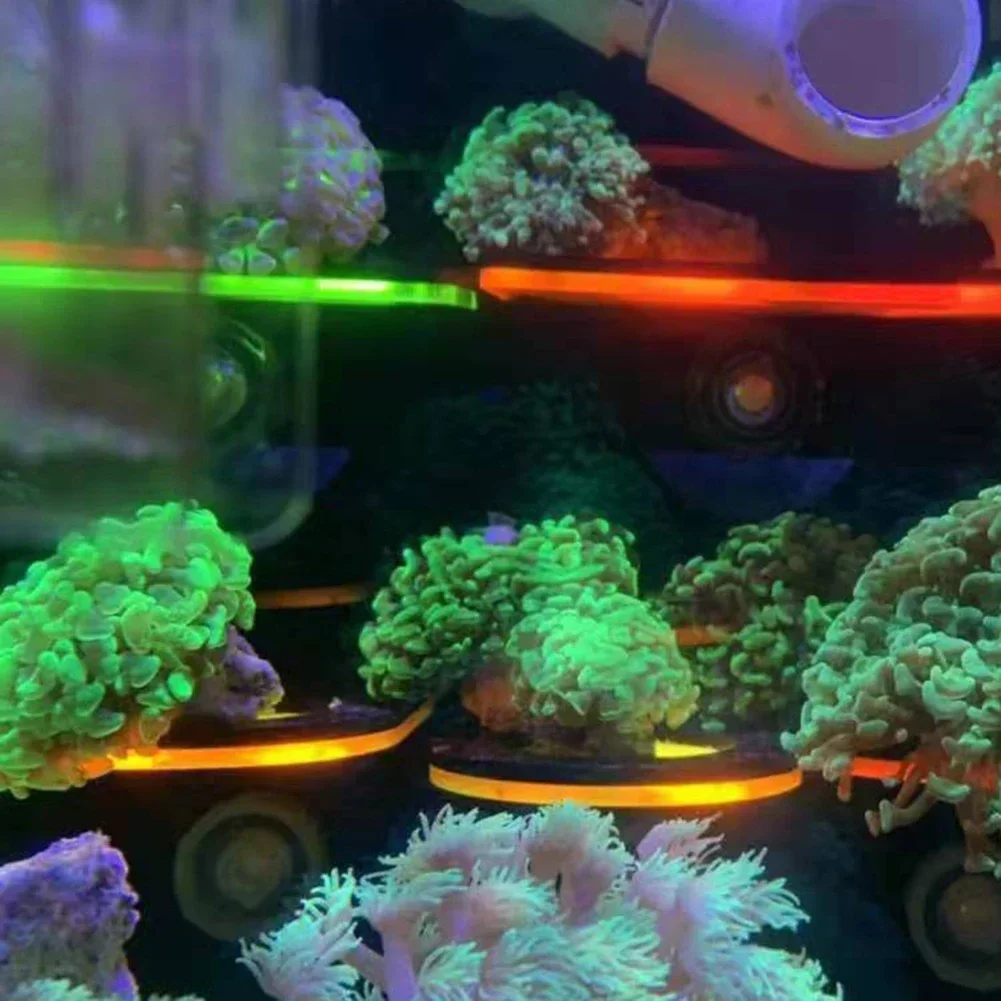 Staffe per corallo fluorescent - Marine Aquarium & Regional Centre Photos recensione e prezzo