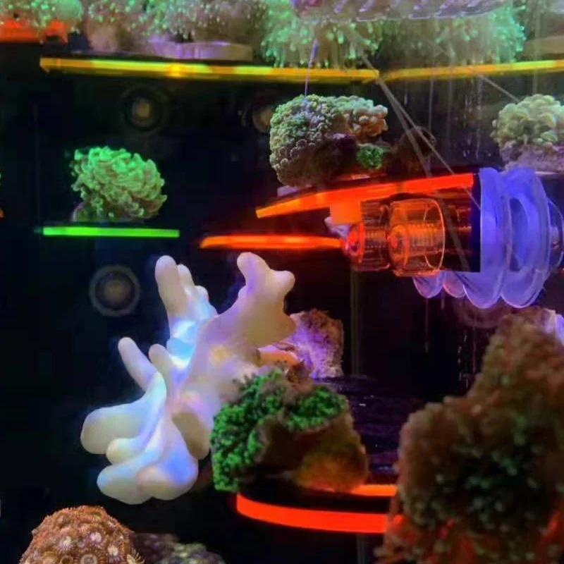 Staffe per corallo fluorescent - Marine Aquarium & Regional Centre Photos recensione e prezzo